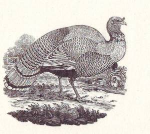 thomas-bewick-the turkey